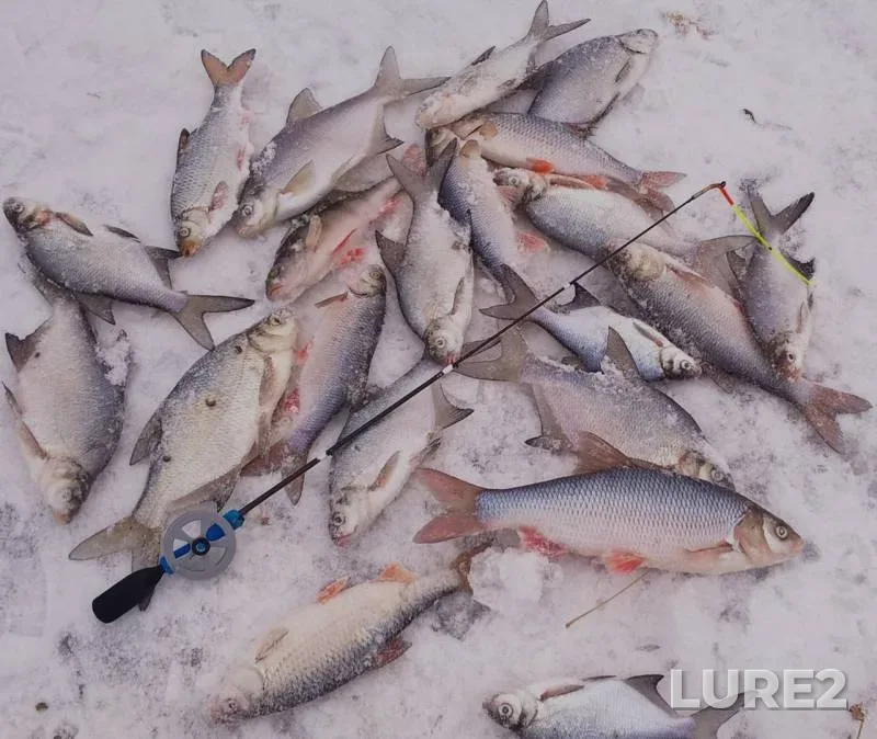 Bream, Ide — Tobyl - Tobol, Jan 20, 2017