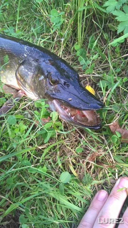 Pike — Volkhov, Aug 18, 2018