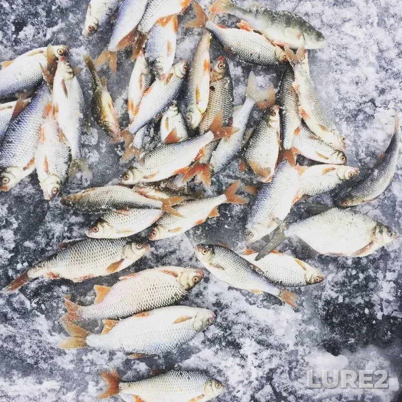 Perch, Roach — Beloyarskoye, Nov 18, 2019