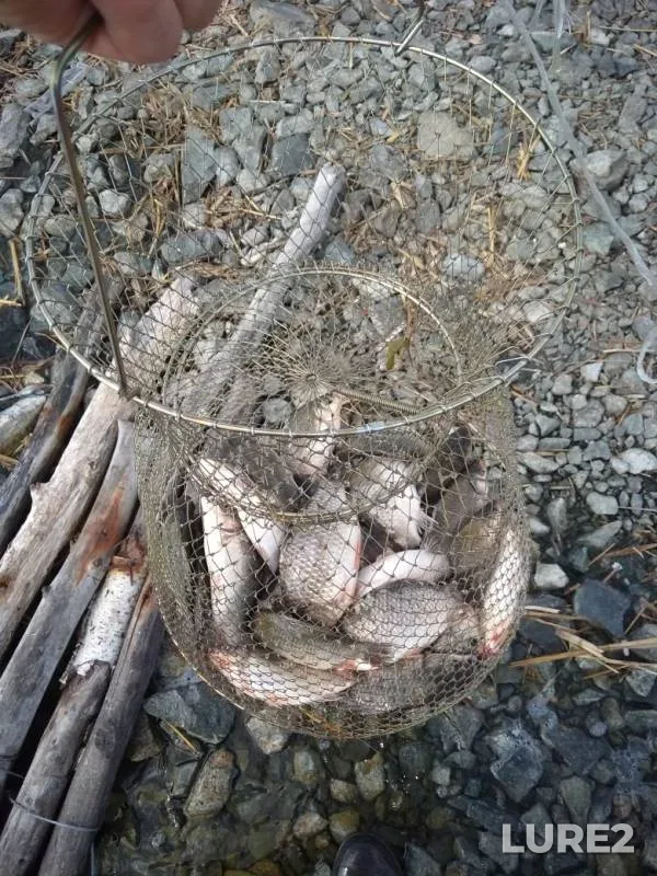 Crucian carp — Uyelgi, Aug 25, 2019