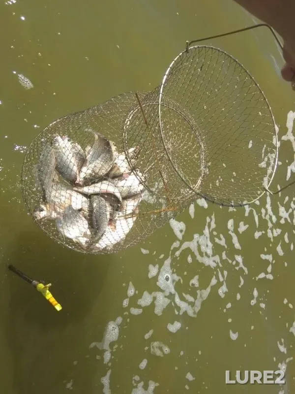 Crucian carp — Uyelgi, Jul 14, 2019
