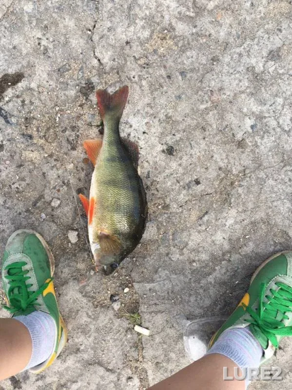 Perch — Beloyarskoye, Jun 24, 2019