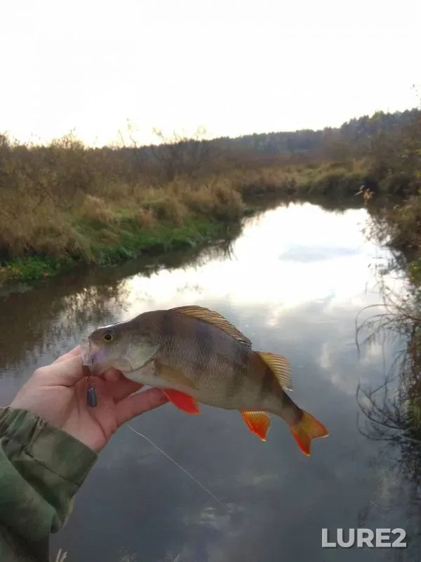 Perch, Pike — Talka, Oct 20, 2019