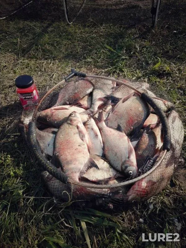 Bream — Grodnenskoye, Jul 22, 2019