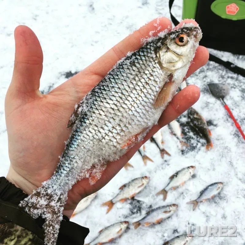 Perch, Roach — Respublika Bashkortostan, Nov 24, 2019