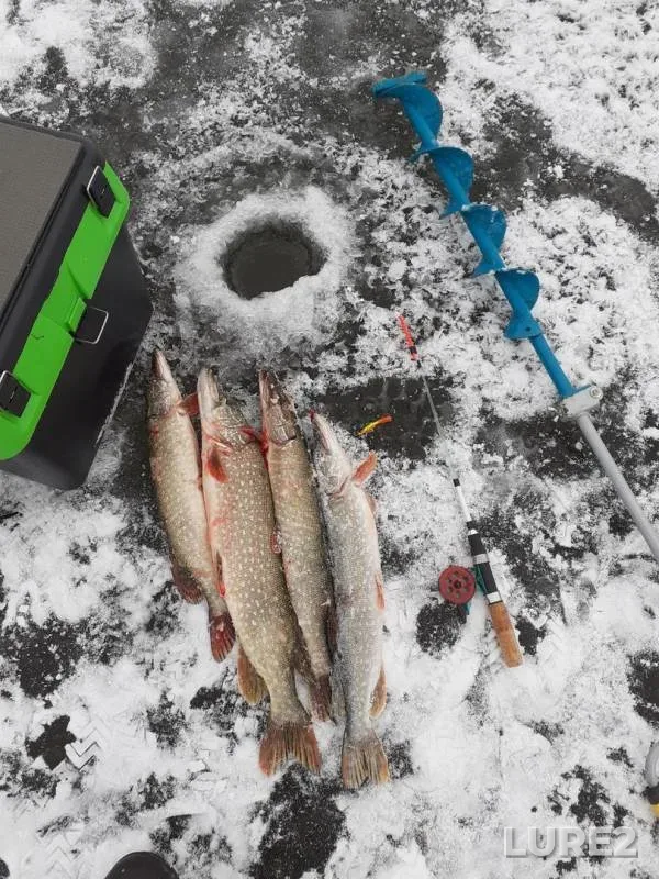Pike — Belaya, Nov 23, 2019