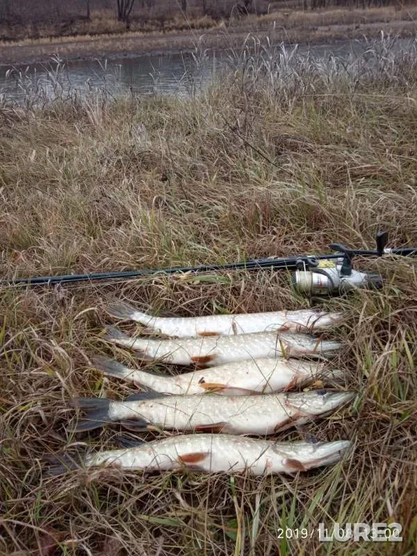 Pike — Belaya, Nov 08, 2019