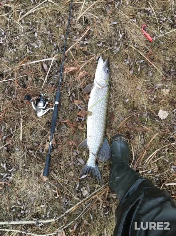 Pike — Shagayka, Oct 31, 2019