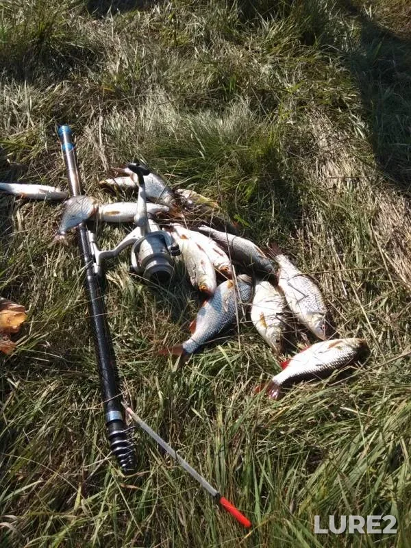 Roach — Salmysh, Sep 17, 2019
