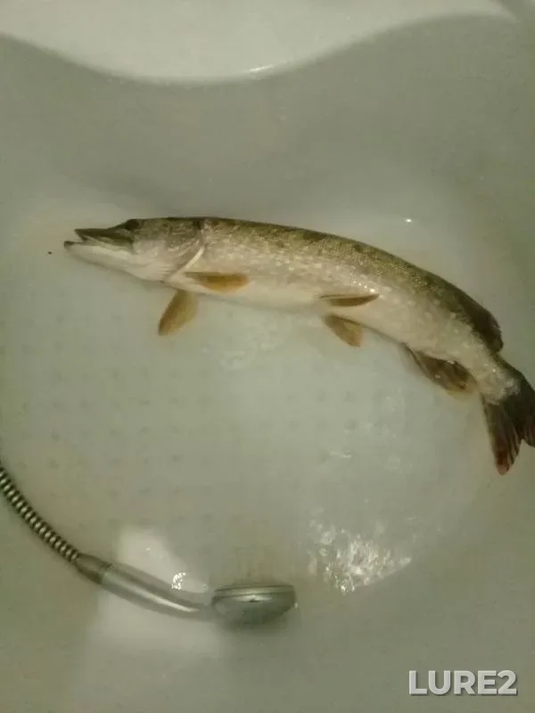 Pike — Meleuz, Aug 07, 2019