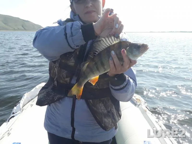 Perch — Yenisey, Aug 31, 2019