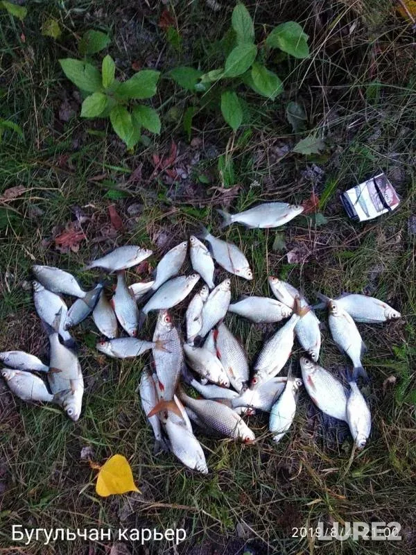 Bream, Roach — Balza, Aug 04, 2019