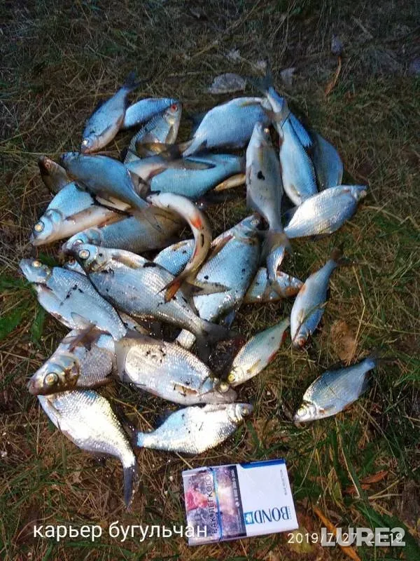 Roach, White bream — Balza, Jul 27, 2019