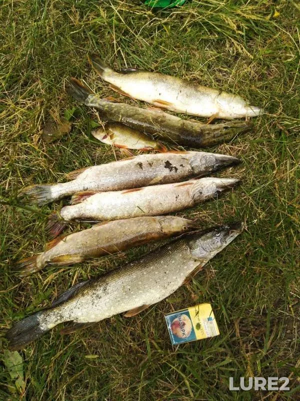 Perch, Pike — Ashkadar, Jul 27, 2019
