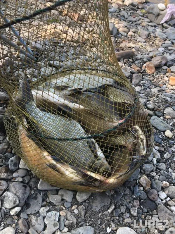 Bream — Belaya, Jul 24, 2019