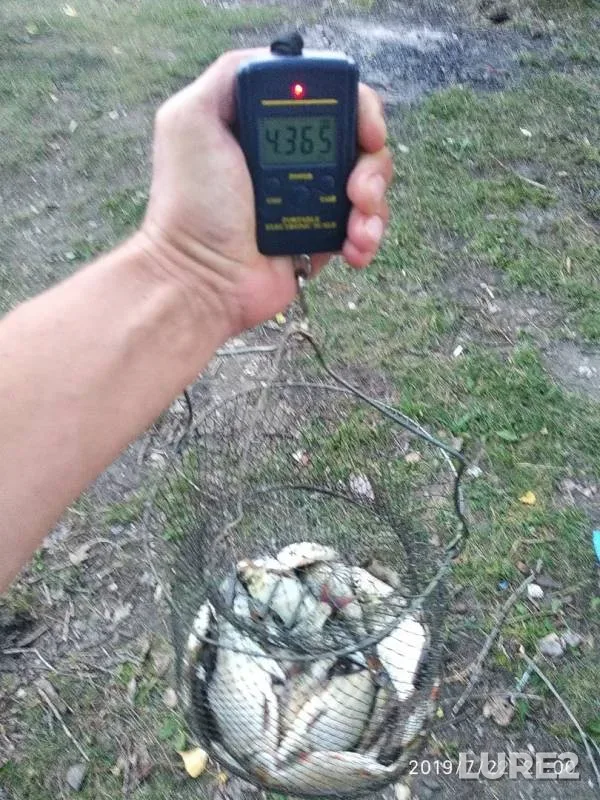 Bream — Balza, Jul 22, 2019