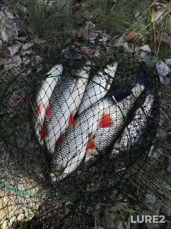 Chub — Belaya, Jun 21, 2019