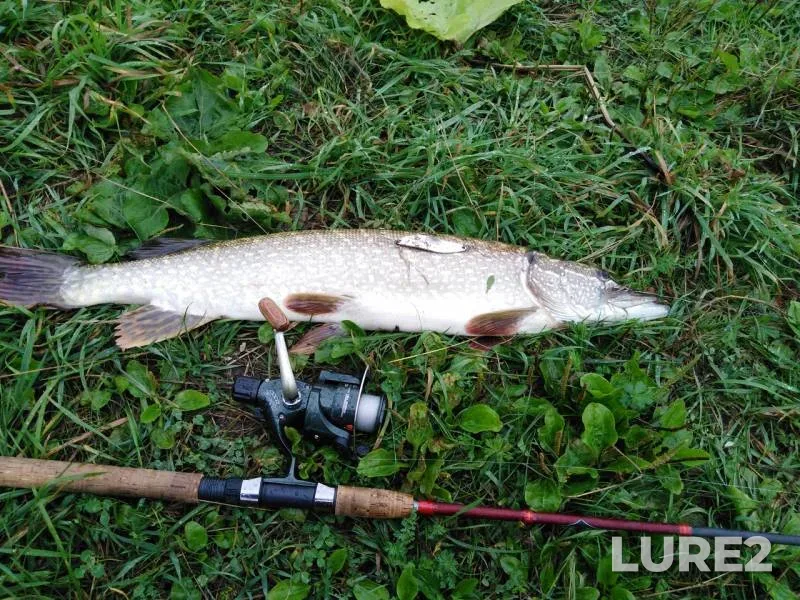 Pike — Amyl, Aug 31, 2019