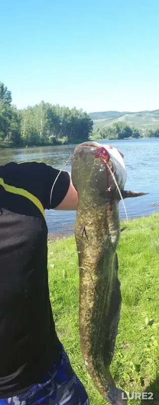 Wels catfish — Belaya, Jun 12, 2019
