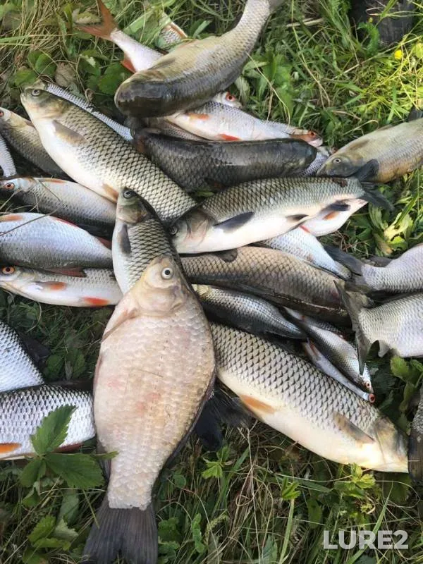 Crucian carp, Roach — Sukhaylya, Jun 11, 2019
