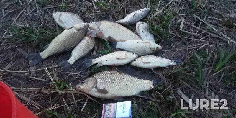 Crucian carp — Yushatyrskoye, May 30, 2019