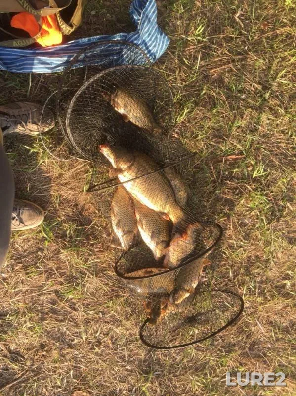 Carp — Respublika Bashkortostan, May 08, 2019