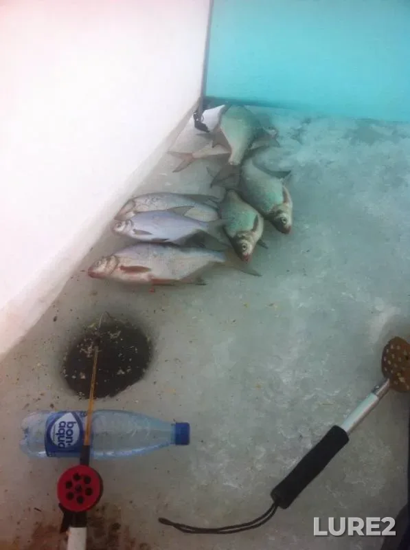 Bream — Nugushskoye, Dec 09, 2018