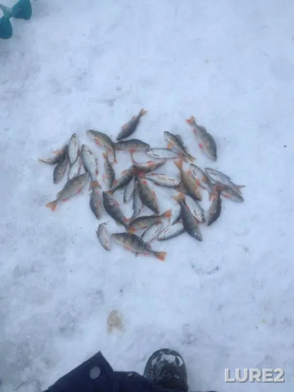 Perch, Roach — Respublika Bashkortostan, Dec 03, 2018