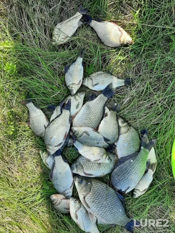 Crucian carp — Chyornoye, Aug 27, 2019