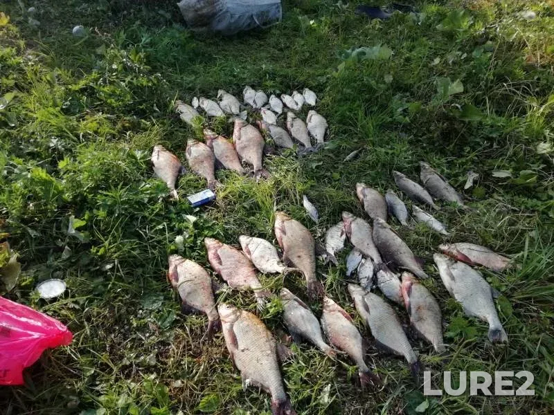 Bream, Roach — Beloye, Aug 19, 2018