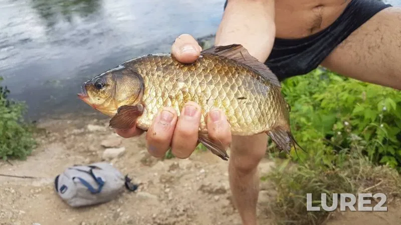 Crucian carp — Pekhorka, Aug 16, 2018