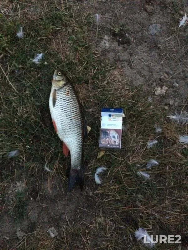 Chub — Belaya, Aug 14, 2018