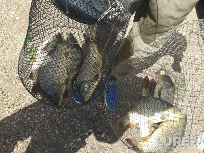 Carp — Respublika Bashkortostan, Jun 26, 2018