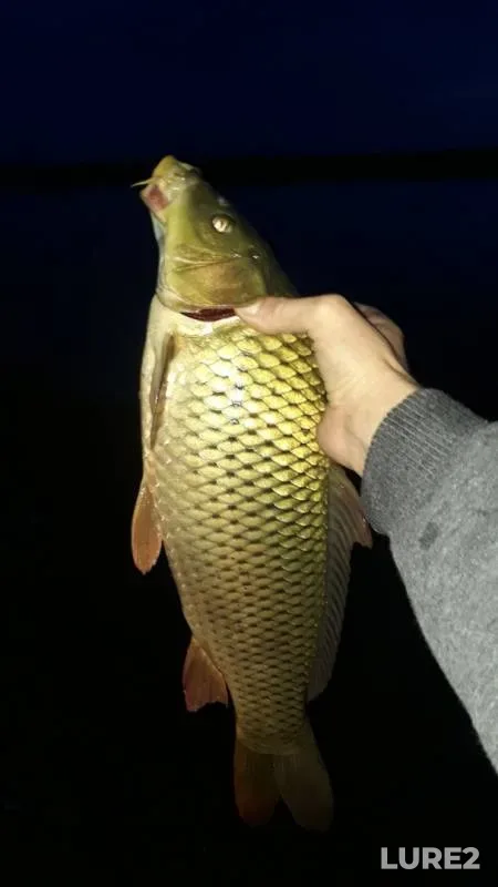 Carp — Kapchalinskoye, Aug 17, 2019