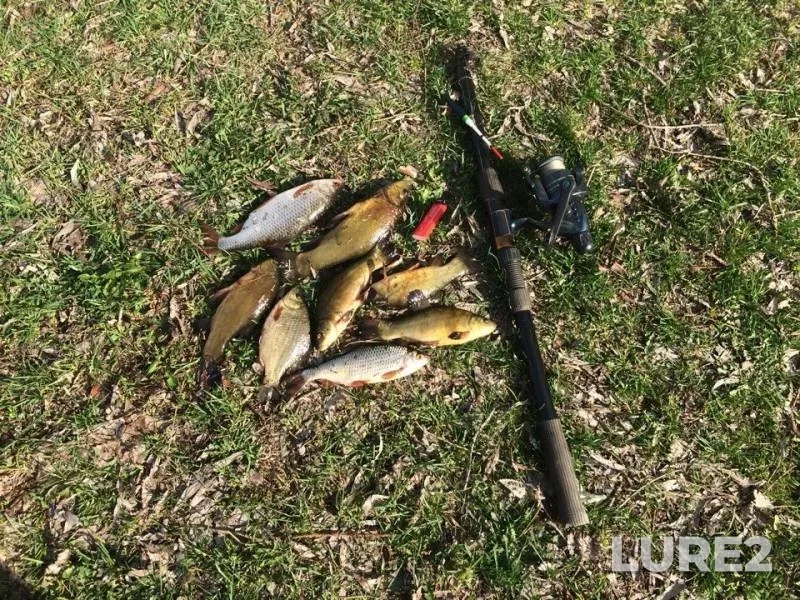 Crucian carp, Roach — Balza, May 15, 2018