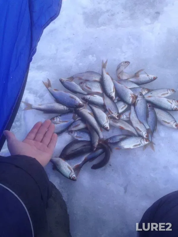 Roach — Respublika Bashkortostan, Mar 27, 2018