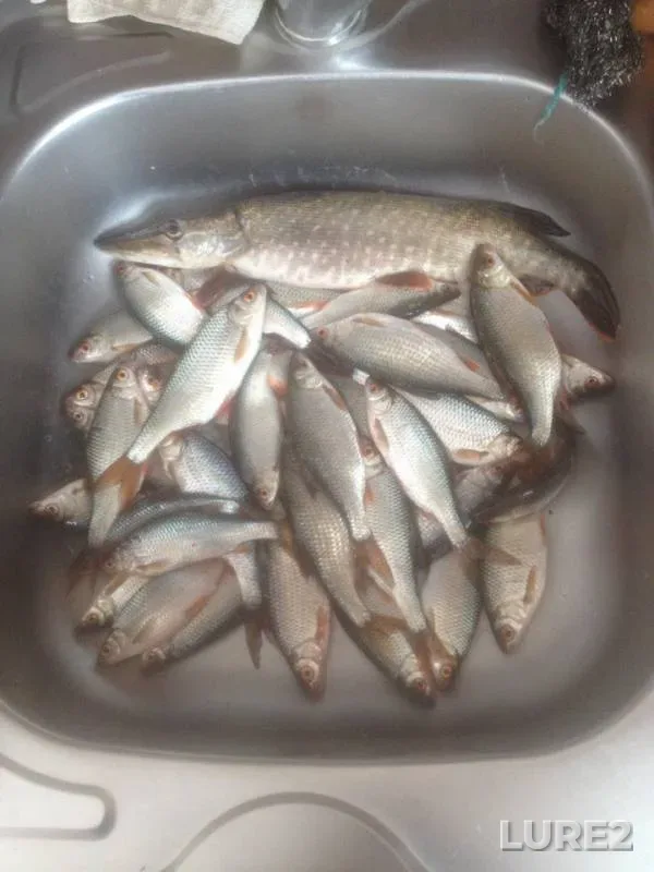 Pike, Roach — Respublika Bashkortostan, Mar 20, 2018