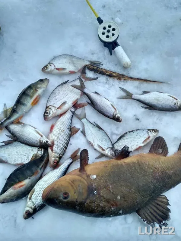 Roach, Tench — Belaya, Mar 17, 2018