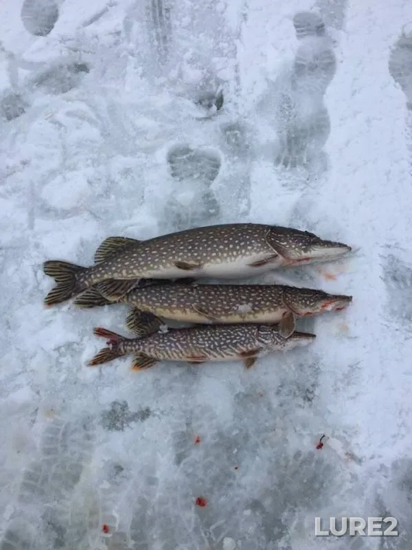 Pike — Yaroslavskaya oblast, Mar 25, 2019