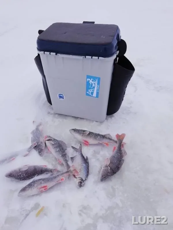 Perch, Roach — Volga, Jan 26, 2019