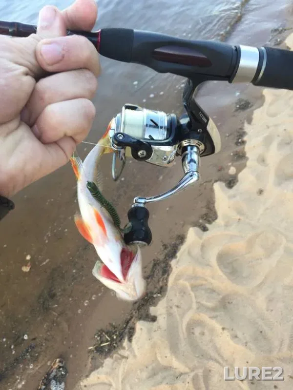 Perch — Volga, Aug 11, 2018