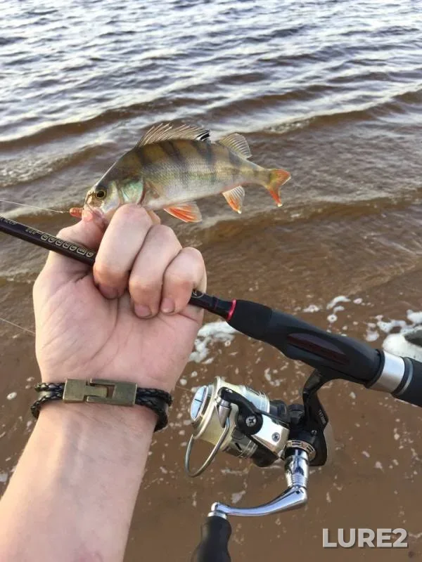 Perch — Volga, Aug 08, 2018