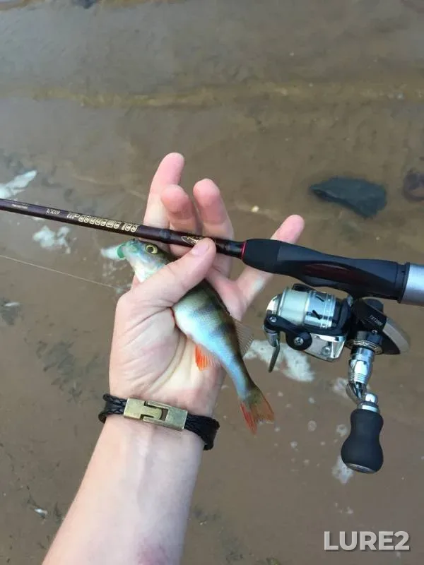 Perch — Volga, Aug 07, 2018