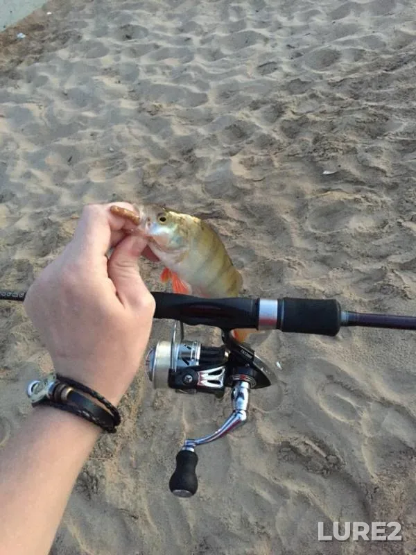 Perch — Volga, Aug 05, 2018