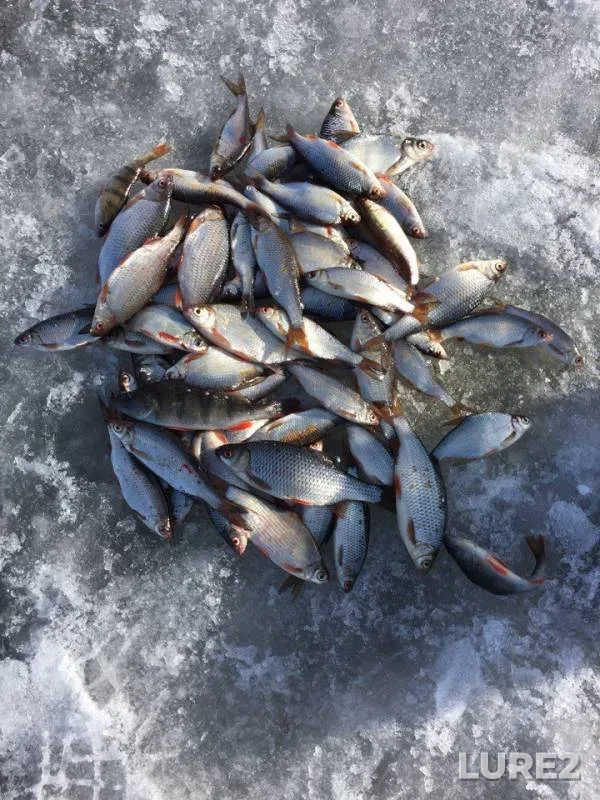 Bream, Perch — Volga, Apr 12, 2018
