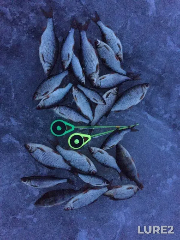 Perch, Roach — Rybinskoye, Apr 09, 2018