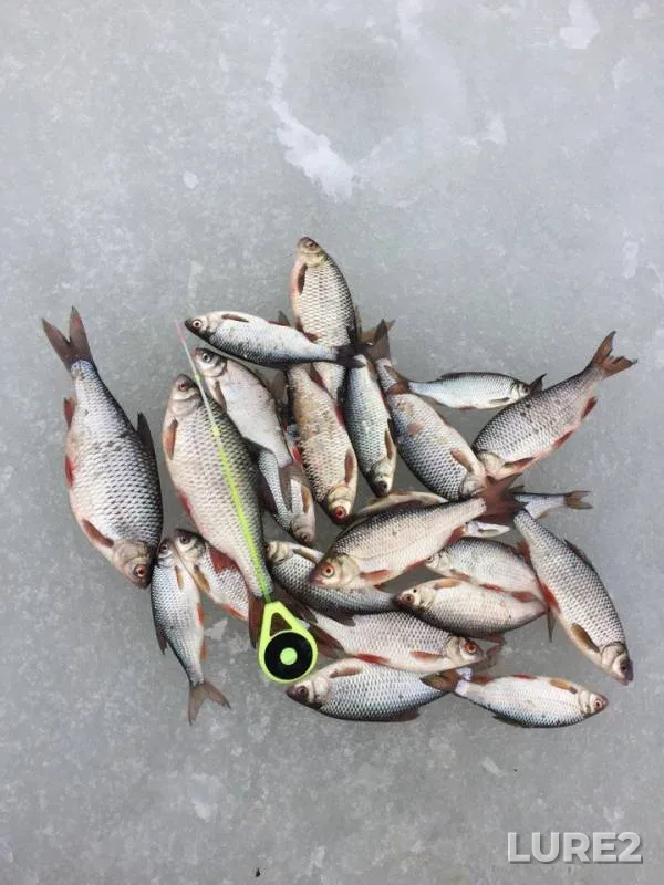 Roach — Volga, Apr 06, 2018