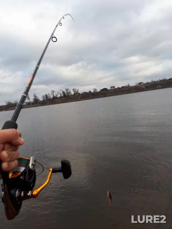 Perch — Volga, Dec 21, 2017