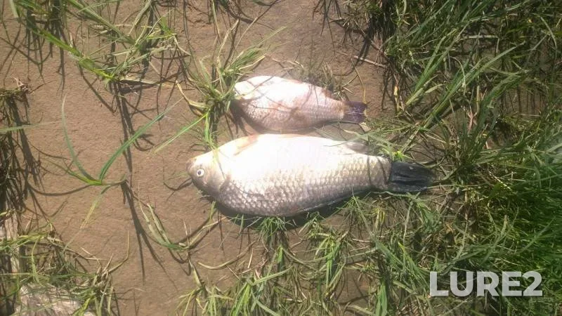 Crucian carp — Sheksna, May 28, 2016