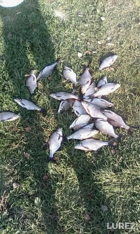 Bream — Yukhot, Sep 26, 2015